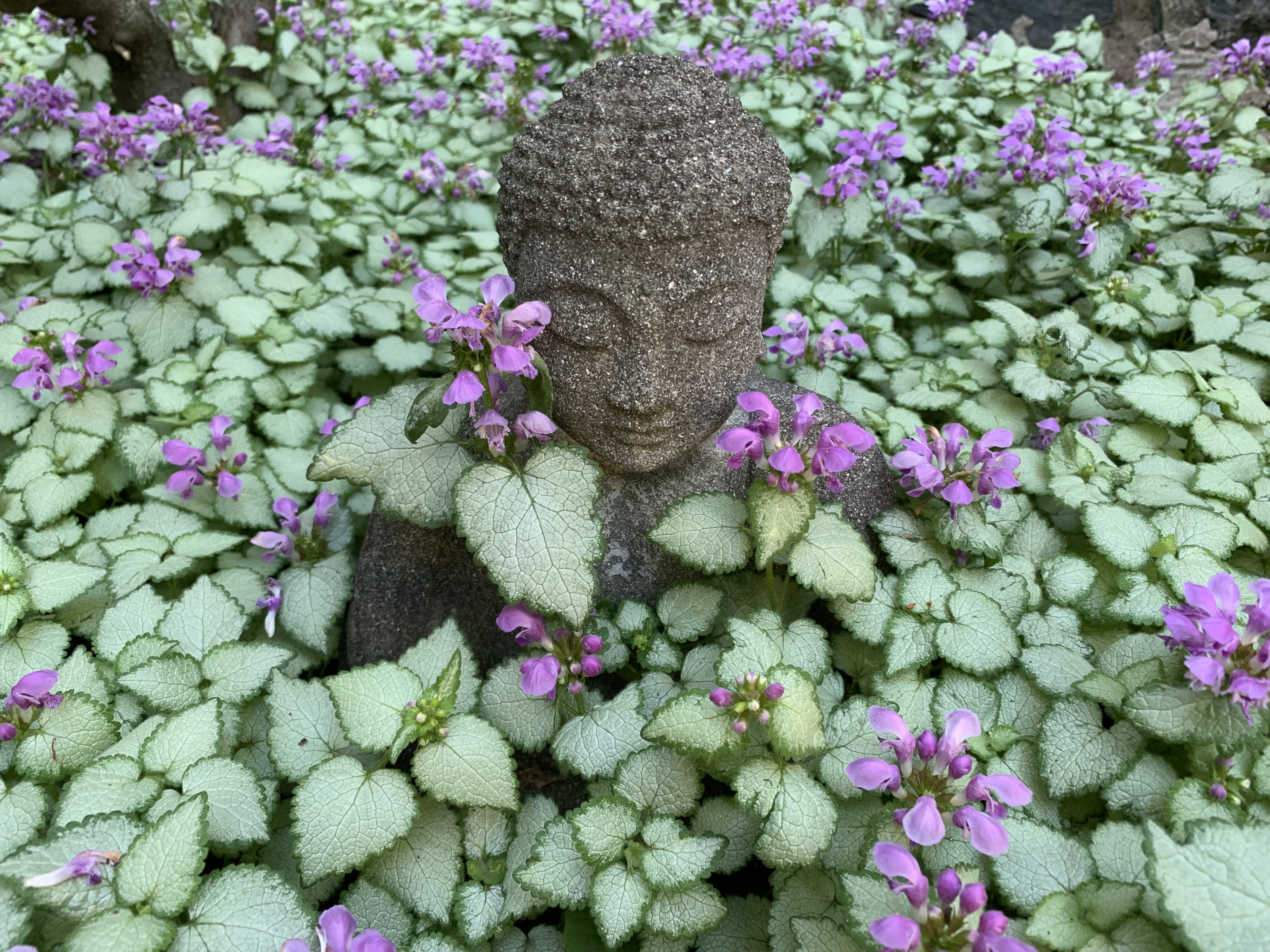 Flower Buddha